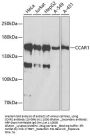 CCAR1 Antibody
