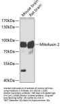 Mitofusin 2 Antibody