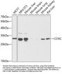 CCNC Antibody