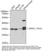 VDAC1 / Porin Antibody