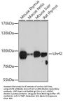 Uhrf2 Antibody