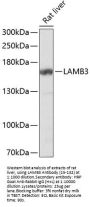 LAMB3 Antibody