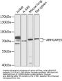 ARHGAP25 Antibody