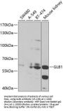GLB1 Antibody