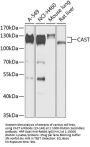 CAST Antibody