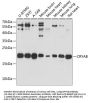 CRYAB Antibody