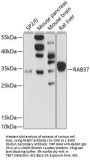 RAB37 Antibody
