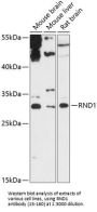 RND1 Antibody