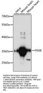 FN3K Antibody