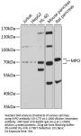 MPO Antibody