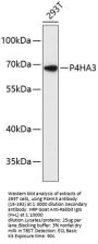 P4HA3 Antibody