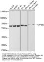 CYP1B1 Antibody
