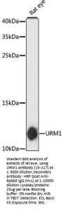 URM1 Antibody