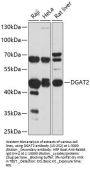 DGAT2 Antibody