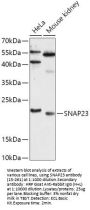 SNAP23 Antibody