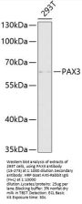 PAX3 Antibody