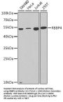 RBBP4 Antibody