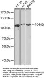 PDE4D Antibody