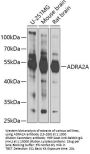 ADRA2A Antibody