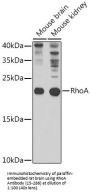 RhoA Antibody