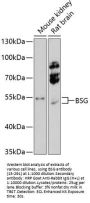 BSG Antibody