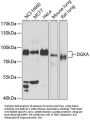 DGKA Antibody