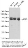 G6PD Antibody