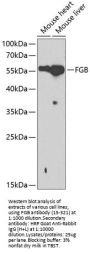 FGB Antibody