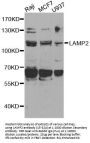 LAMP2 Antibody
