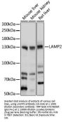 LAMP2 Antibody