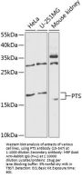 PTS Antibody