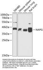 NAPG Antibody