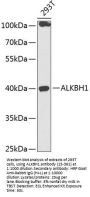 ALKBH1 Antibody
