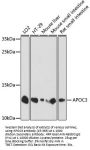 APOC3 Antibody