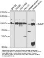 IMMT Antibody
