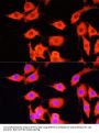 SERPINA12 Antibody