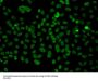 PLCXD2 Antibody