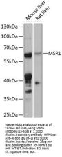 MSR1 Antibody