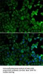 MSR1 Antibody