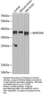 MAP2K6 Antibody