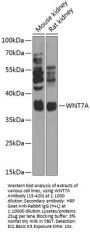 WNT7A Antibody