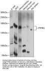PTPRG Antibody