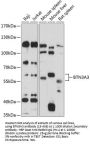 BTN3A3 Antibody