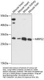 MRPS2 Antibody