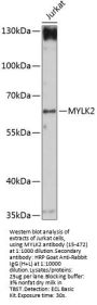 MYLK2 Antibody