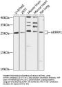 ARFRP1 Antibody
