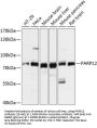 PARP12 Antibody