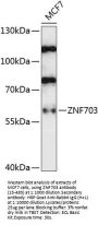 ZNF703 Antibody