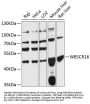 WBSCR16 Antibody