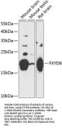 FXYD6 Antibody
